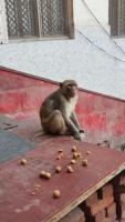 Darshan at Shri Hanuman Garhi Temple, Ayodhya (23 March 2025)